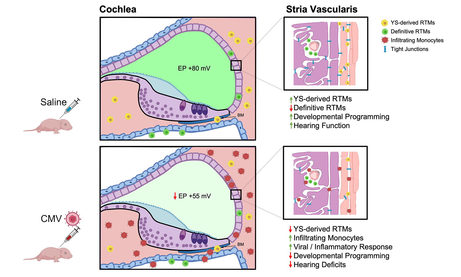 Embryonic heart section normal mouse